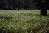 Clicca qui per vedere l'immagine in dettaglio